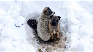 Abandoned Puppies Freeze in Snow Next to the Highway Near Rainbow