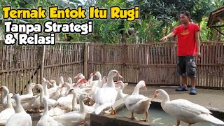 TERNAK ENTOK ITU RUGI ! Pentingnya Strategi \u0026 Relasi Dalam Usaha Ternak Entok