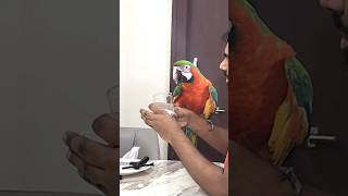 Macaw drinking Coconut water for the first time in life