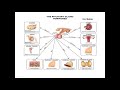 Lecture 1: Pituitary lecture