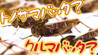 【どっちだ？】トノサマバッタとクルマバッタの違いは難しい…【クルマバッタ】