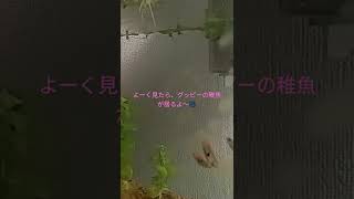 #ミナミヌマエビ　#グッピー　#稚魚　#自家製　#実家から拉致