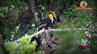 Hornbills Love their Mates for Eternity!!! மனிதன் விடசிறப்பாக இணையை பாதுகாக்கும் இருவாட்சி பறவை ...