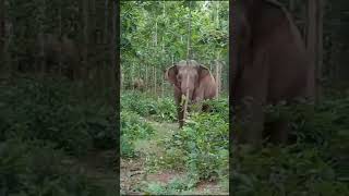 elephant attack time । elephant  । elephant attack #animal #elephantattack #wildelephant