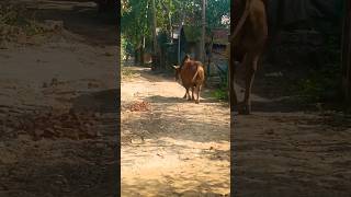 #minivlog এই ষারটা🐂😲আজ যা খেল দেখালো ভাই#short2024#shorts  #viralminivlog#villagelifestyle #food