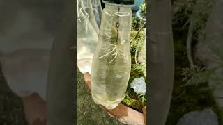 How To Grow Aerial Roots Of Banyan Bonsai In Water #shorts