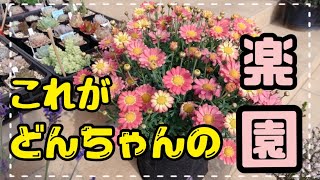 お庭紹介！どんちゃんのお花管理はいかに❗️【園芸】