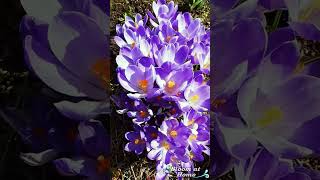 Enchanting Crocus Bloom  #bloomathome #colorfulblooms #flowers #flowerpower #flowerbloom