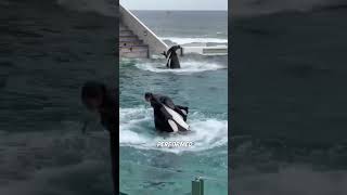 Why orcas like humans? 🥰
