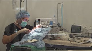 Frosted Faces Foundation opens new vet clinic in Ramona