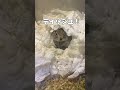 君と僕ってよく似てるね.... ピー助 リチャードソンジリス 動物