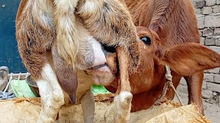 feeding milk animals | village goat milking | Nikka Haji