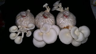 বাড়িতে মাশরুম চাষের সহজ পদ্ধতি। Oyester mushroom cultivation at home.