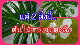 วิธีทำให้ต้นมอนสเตอร่ามีใบเงาสวยงาม