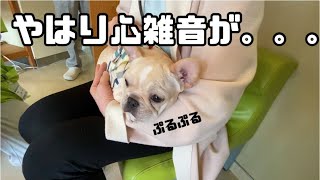 病院でぶるぶる震えるフレブル子犬『狂犬病ワクチンに行ってきた！』