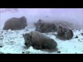 National Geographic Documentary HD   History Channel   Yellowstone National Park