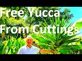 Tropical Gardens UK: HOW TO GROW YUCCA ELEPHANTIPES FROM A CUTTING