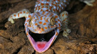 Gecko Sound / Gecko - Lizard sound / Gecko sound original - សំលេងតុកែយំ