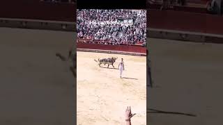 bull fighter pulls a Michael Jackson smooth criminal and the bulls reaction Is priceless