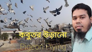 কবুতর উড়ানো | Pigeon Flying | Bahar's Vlog | #pigeon #vlog