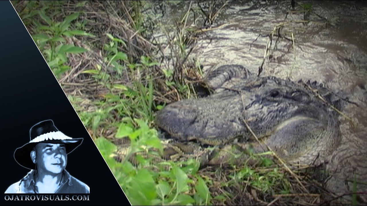 Alligator Eats Python 01 Footage Youtube