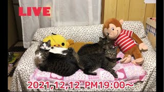 日曜日の夜のまったりLIVE★19:00から♪【うちの子４にゃんず】