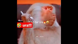 this is our uraaaa!!!!🤣🤣Funny monkey and dog clash video.....uraaaa!!!! #shorts #putin #dog #monkey