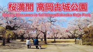 富山県 桜満開の高岡古城公園を歩く〈セルフ切り抜き〉　Walking in Takaoka Kojo Park with cherry blossoms in full bloom