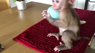 babay monkey Beo practiced playing soccer