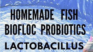 How to make Probiotics Lactobacillus | Easy Homemade Probiotic recipe (Biofloc Fish Diet Urdu/Hindi)