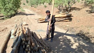 The operator's big gift to Ali; valuable wood to build a new cottage and yard