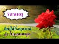 7สาเหตุที่ทำให้กิ่งกุหลาบแห้งดำ | ไม่ยอมหยุด | EP.339 | คนบ้ากุหลาบ