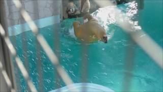 2016.12.11 Polar Bear　ホッキョクグマ　ロッシー（９歳♂）　バク転連続何回？　（日本平動物園）