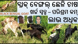 Black Bengal Goat Farming Profit । ବ୍ଲାକ ବେଙ୍ଗଲ ଛେଳି ଚାଷରୁ ଲାଭ