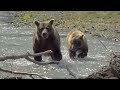 a day with an alaska brown bear sow and cub