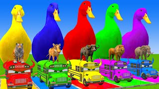 5 Giant Duck Cartoon,Cow,Elephant,Tiger,Lion,Dinosaur,Paint Wild Animals Crossing Fountain Animation