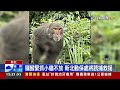 獼猴抱小貓倒栽蔥拖行 畫面曝光網揪心