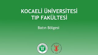 KOU Tıp Fakültesi Ders Videoları - Batın Bölgesi