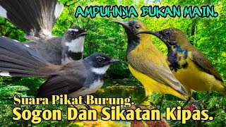 PALING AMPUH.‼️ SUARA PIKAT BURUNG SOGON DAN SIKATAN KIPAS..