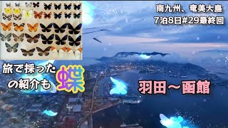 【蝶の標本】南九州、奄美大島7泊8日#29羽田〜函館と採集した蝶の紹介