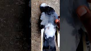 என்ன தான் ஆச்சு என்னோட புறா க்கு 🕊️🐦😤💢 #shorts #petswithbharath