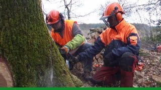 Première expérience de bucheronnage - 2014