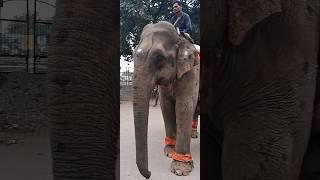 ആന നൃത്തം Dancing Elephant 🐘🐘 കോന്നി #viral #trending #funny #kerala #aana #like