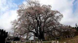 こしだいの桜 〜2021〜（4KUHD）