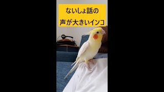 【秘密】オカメインコが肩の上で話しかけてくるだけの動画【かわいい】#shorts