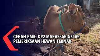 Cegah PMK, DP2 Makassar Gelar Pemeriksaan Hewan Ternak