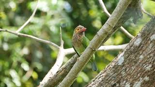 Brown-headed Barbet (Psilopogon zeylanicus) - Wilpattu Tree House (Sri Lanka) 25-2-2019