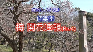 2020.1.16撮影,偕楽園の梅開花速報(No.4) 4K