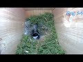 3分钟看完北美黑帽山雀筑巢15天 chickadee nest in 3 minutes 15 days of nest making birdhouse progress