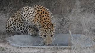 Leopard Drinking Water,leopard gecko drinking water ,Leopard in Water, Nature World ,World Nature